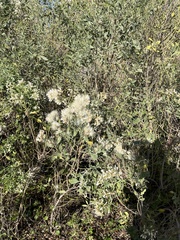 Baccharis halimifolia