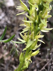 Prasophyllum maccannii