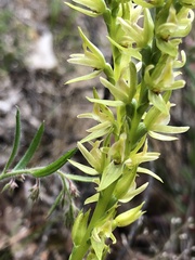 Prasophyllum maccannii