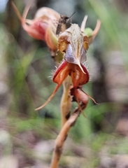 Pterostylis boormanii
