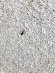 Melacoryphus lateralis