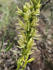 Prasophyllum maccannii