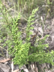 Cheilanthes sieberi