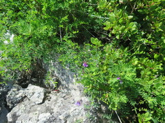 Vicia japonica