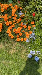 Tagetes erecta
