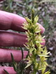 Prasophyllum maccannii