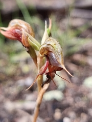 Pterostylis boormanii