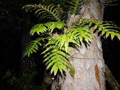 Drynaria quercifolia
