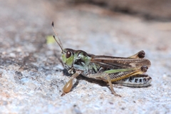 Gomphocerus sibiricus