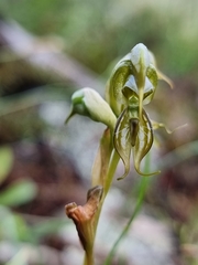 Pterostylis hamata