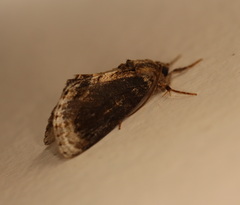Zalissa catocalina