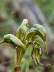 Pterostylis hamata