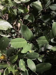 Ficus tinctoria