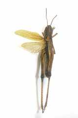 Chorthippus intermedius