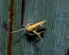 Stathmopoda skelloni