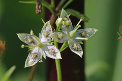 Frasera caroliniensis