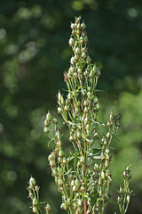 Frasera caroliniensis