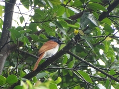 Terpsiphone paradisi