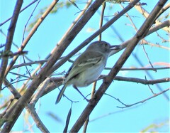 Hemitriccus margaritaceiventer