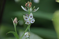 Frasera caroliniensis