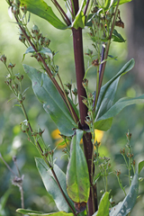 Frasera caroliniensis