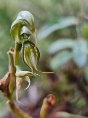 Pterostylis hamata