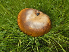 Phlebopus marginatus