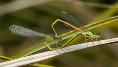 Ischnura aurora aurora