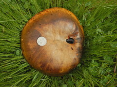 Phlebopus marginatus