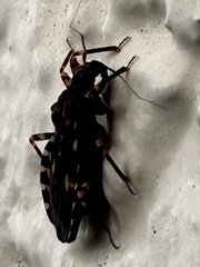 Reduviinae