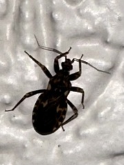Reduviinae