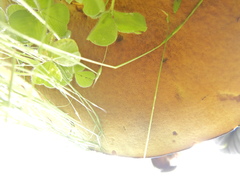 Phlebopus marginatus