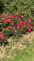 Rhododendron indicum