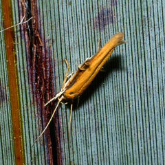 Stathmopoda skelloni