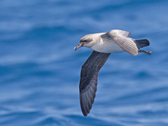 Procellaria cinerea
