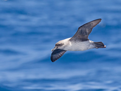 Procellaria cinerea