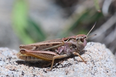 Gomphocerus sibiricus