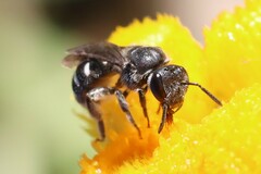Chilalictus