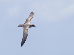 Procellaria cinerea