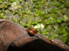 Helicarionoidea