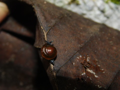 Helicarionoidea