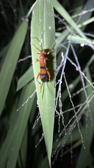 Compsocryptus texensis