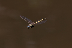 Hemicordulia intermedia