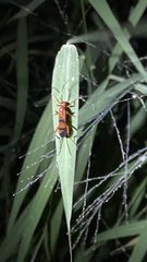 Compsocryptus texensis