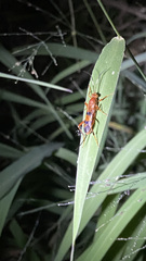 Compsocryptus texensis