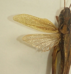 Chorthippus intermedius