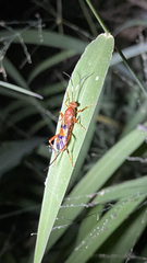 Compsocryptus texensis