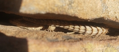 Cordylus cordylus
