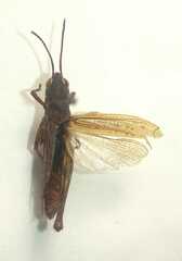 Chorthippus hammarstroemi