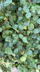 Trachelospermum asiaticum